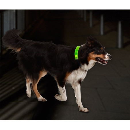 کاور LED قلاده سگ چیبو | Tchibo