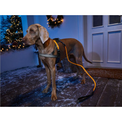 قلاده سگ LED دار زوفاری | Zoofari