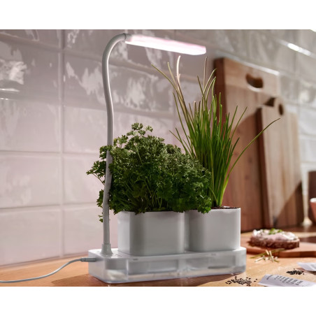 گلدان و چراغ رشد گیاه چیبو